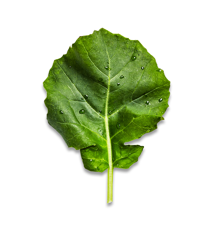 BABY KALE