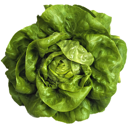 BOSTON LETTUCE