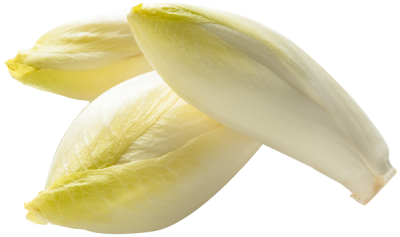 ENDIVE