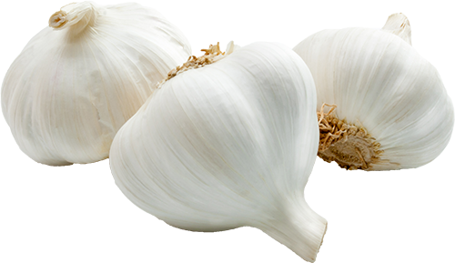 GARLIC 